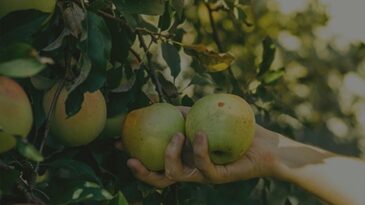 immigration law firm, US immigration laws, immigration form, top immigration law firm, temporary labor